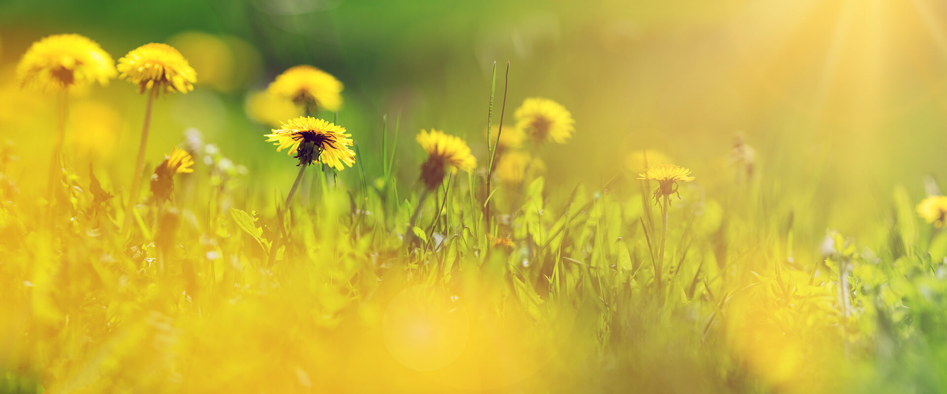 rispetto dell'ambiente